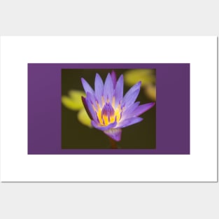 Nymphaea Water Lily Pad Posters and Art